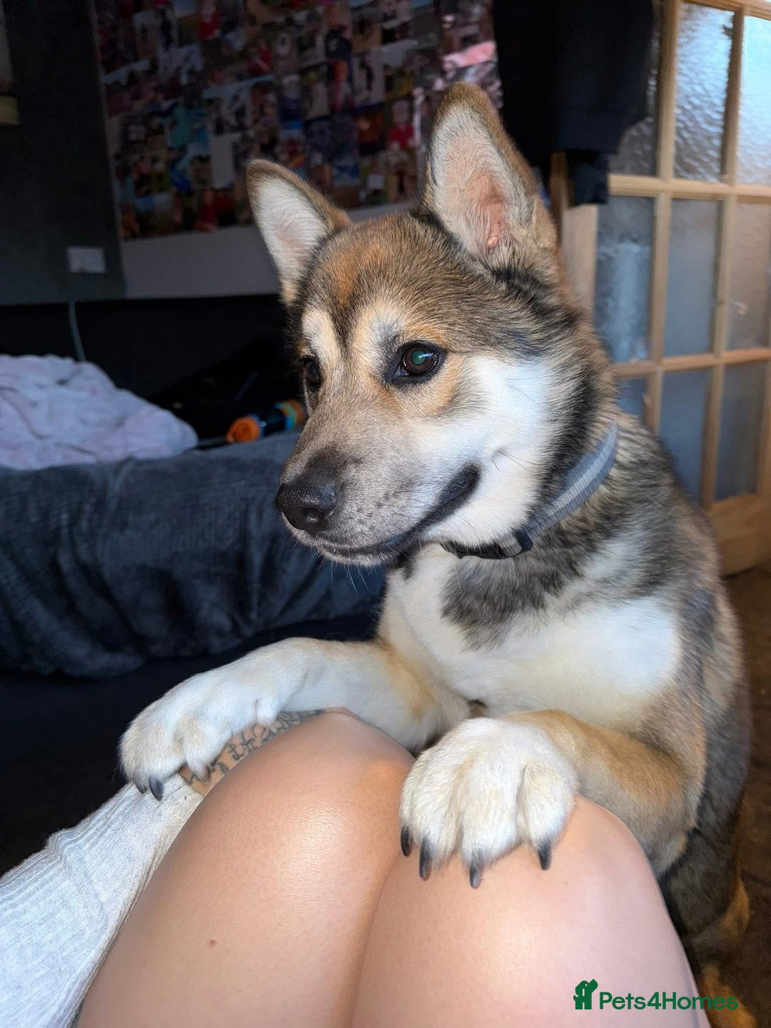 Huskita dogs for sale: Huskita Male For Sale - Image 4