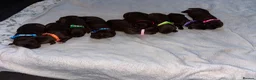 Mixed Breed dogs for sale: Mum his staffy cross boxer and dad his f1 cockapoo - Advert 15