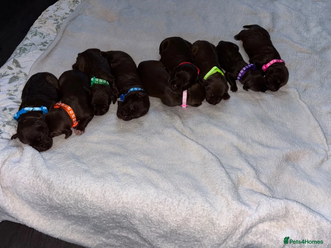 Mixed Breed dogs for sale: Mum his staffy cross boxer and dad his f1 cockapoo - Advert 15