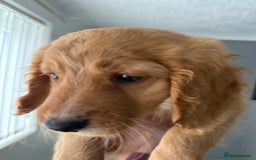 Cockapoo dogs for sale: 2 Beautiful Boy Cockapoo Puppies Left!! - Image 16