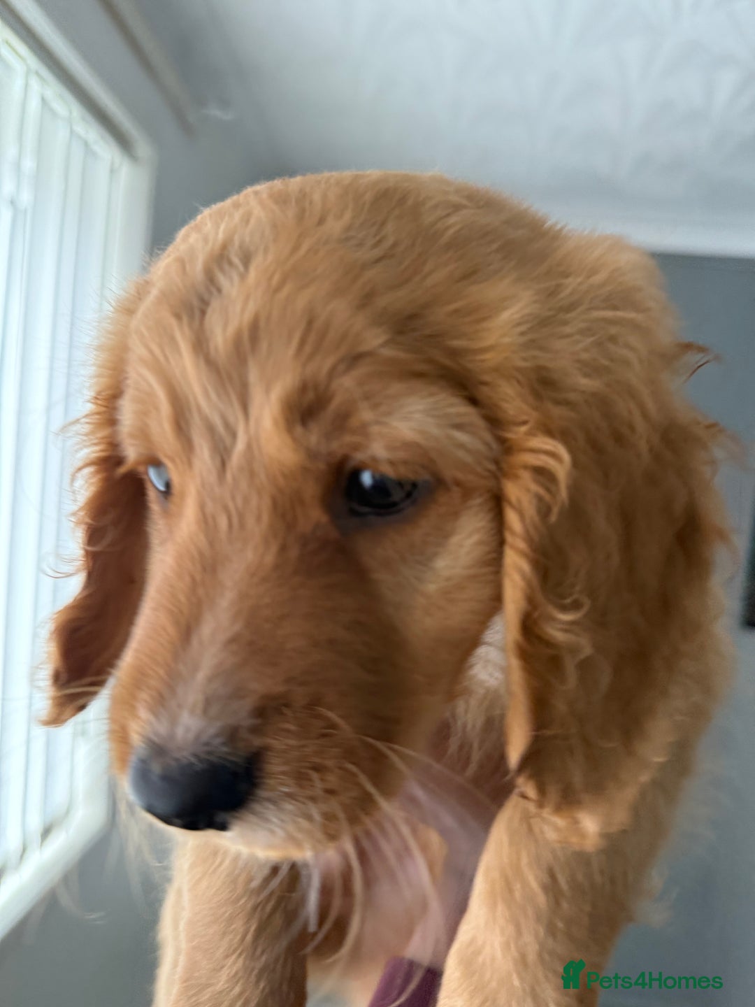 Cockapoo dogs for sale: 2 Beautiful Boy Cockapoo Puppies Left!! - Image 16