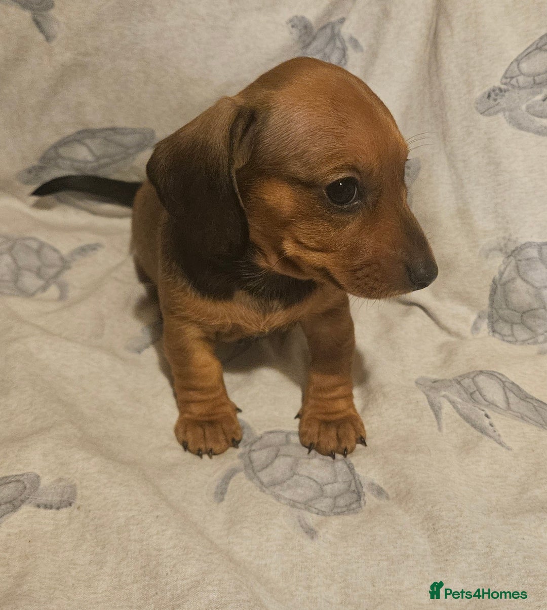 Miniature Dachshund dogs for sale: Adorable miniature dachshund girls - Advert 2