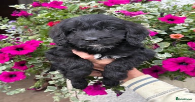 Cockapoo dogs - Advert 8
