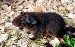 Guinea Pig rodents for sale: Two brothers for sale. - Image 2
