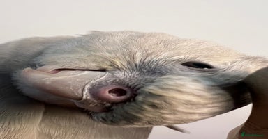 Cockatiels birds - Advert 4