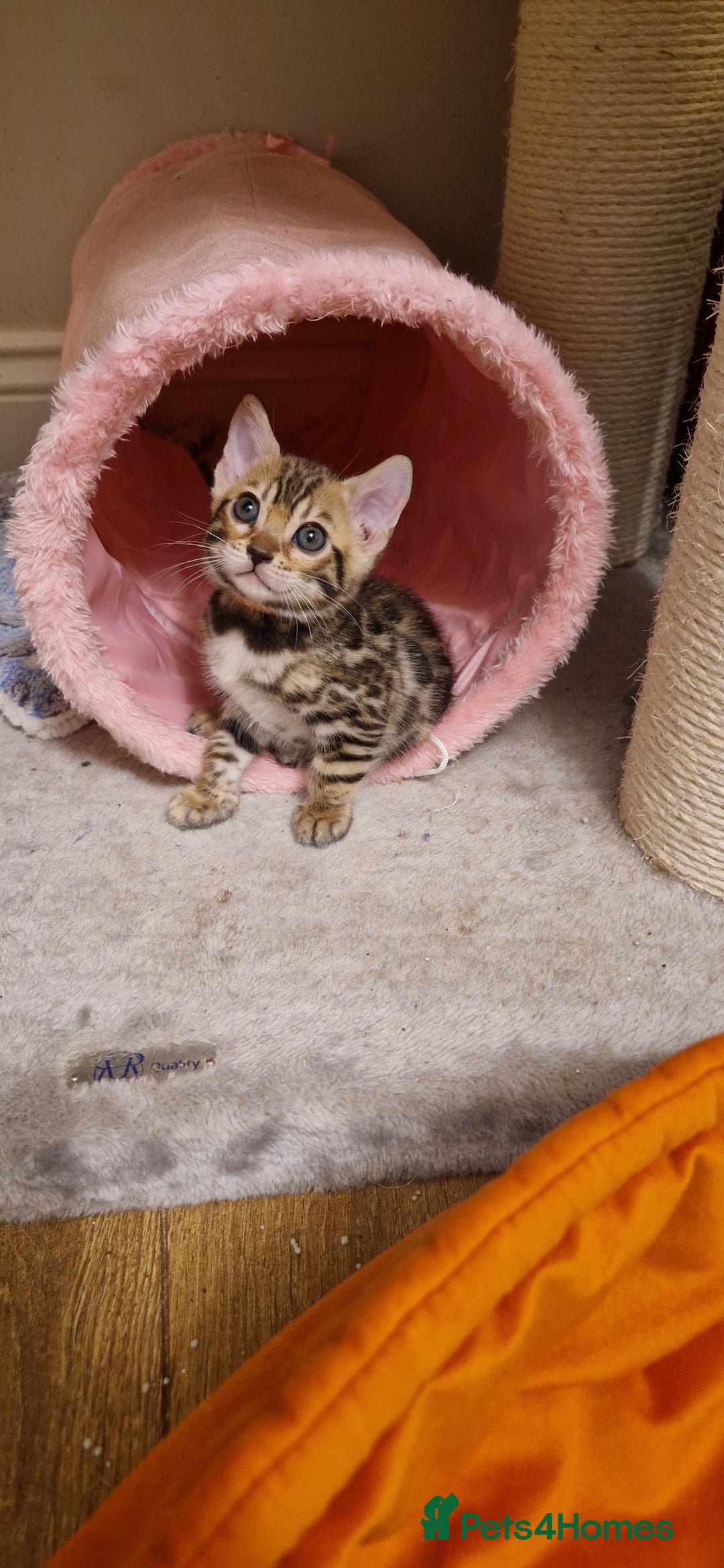 Bengal cats for sale: Beautiful kittens 🥰 - Advert 23