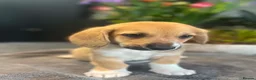 Mixed Breed dogs for sale: Beautiful Corgi cross basset pups 🐾 - Advert 6