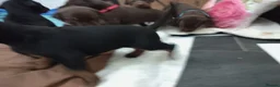 Dobermann dogs for sale: Dobermann puppies - Advert 24