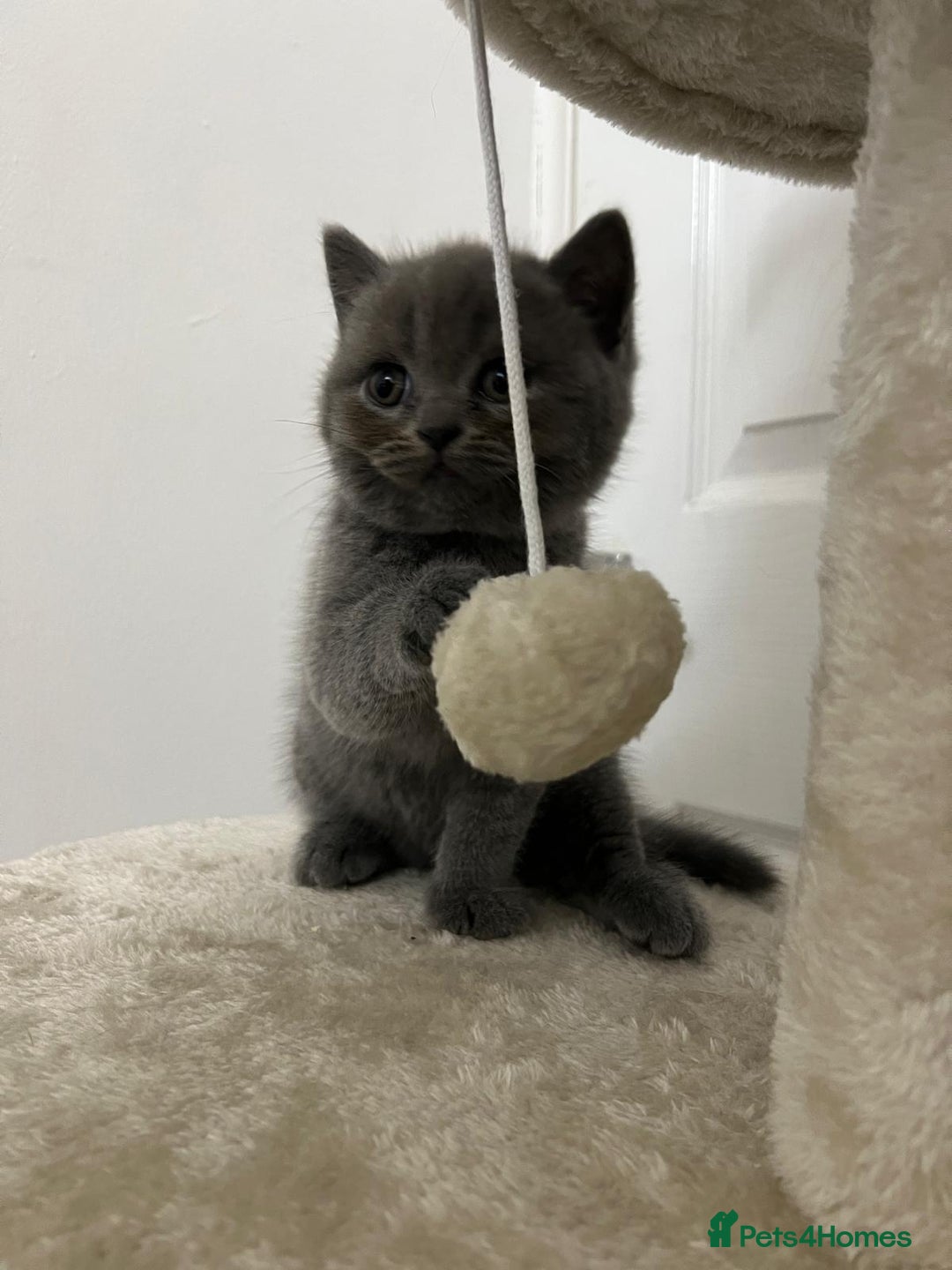 British Shorthair cats for sale: Six blue British shorthair kittens for sale  - Image 8
