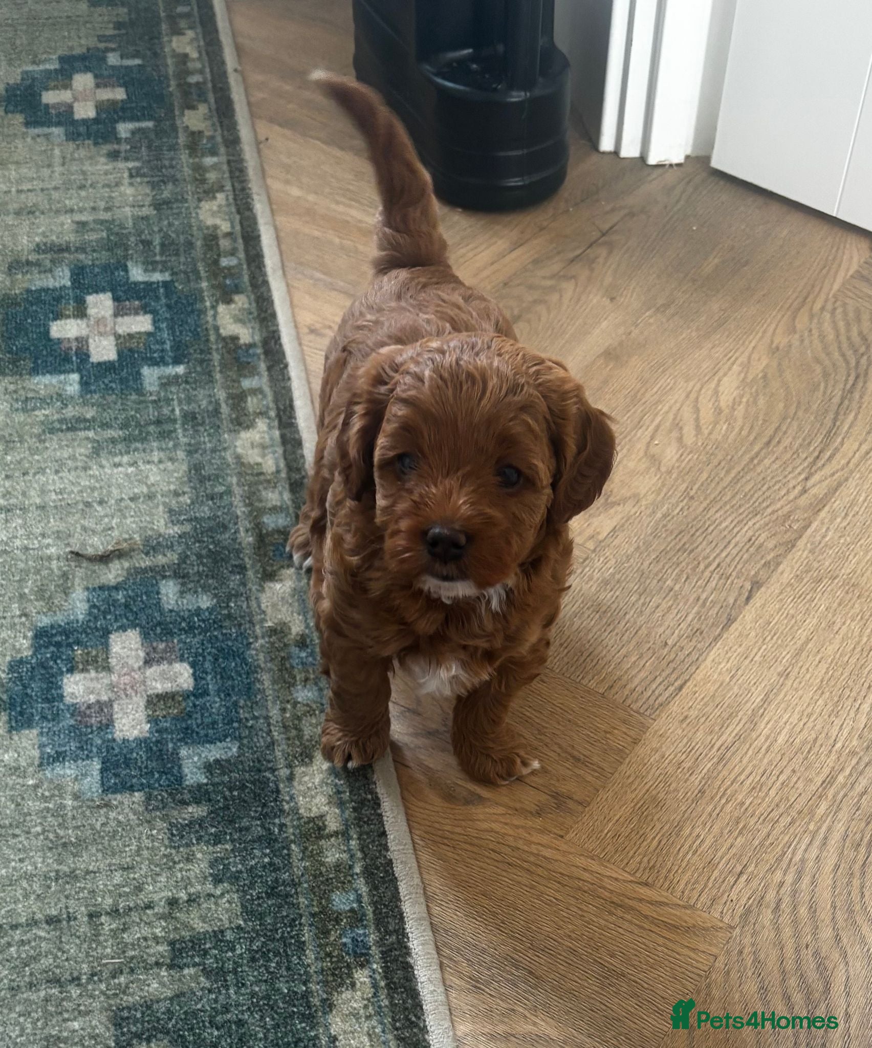 Cavapoo dogs Beautiful Cavapoo Girl - Advert 8