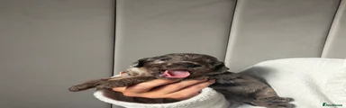 Cockapoo 1