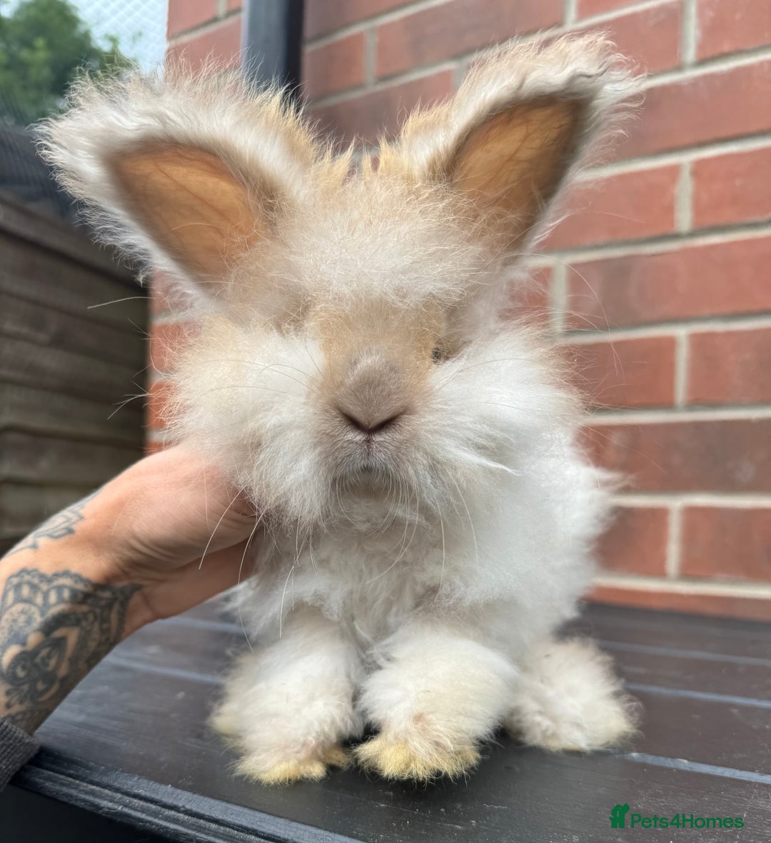 Angora rabbits for sale: Imported Angora Babies  - Image 4