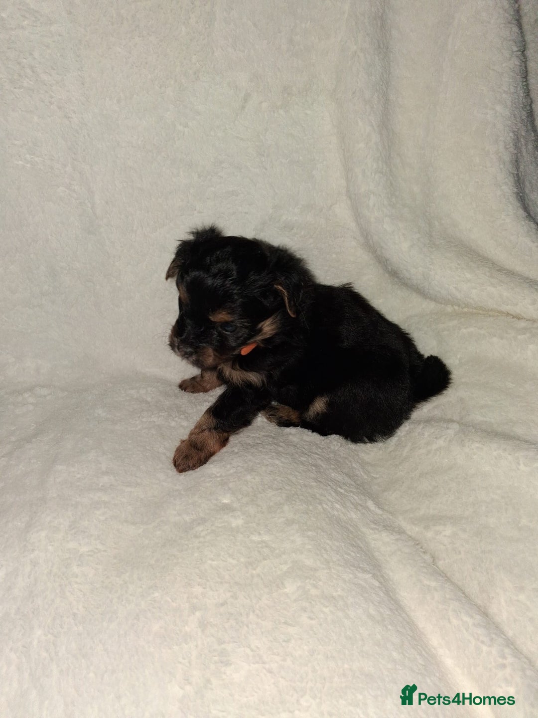 Mixed Breed dogs for sale: Yorkshire Terrier x Pomeranian Puppys - Advert 2