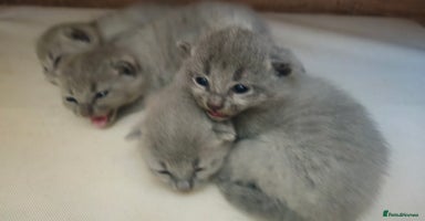 Russian Blue cats - Advert 2