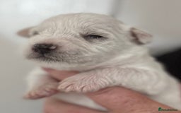 Miniature Schnauzer dogs for sale: Top Quality, health tested Mini Schnauzer pups - Image 14