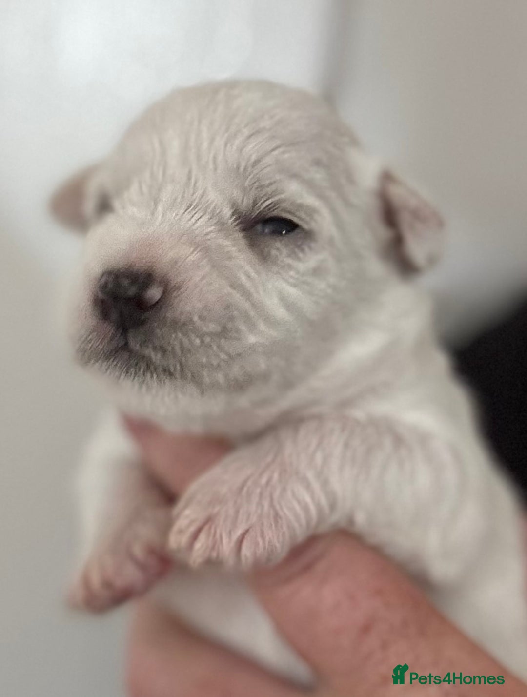 Miniature Schnauzer dogs for sale: Top Quality, health tested Mini Schnauzer pups - Image 14