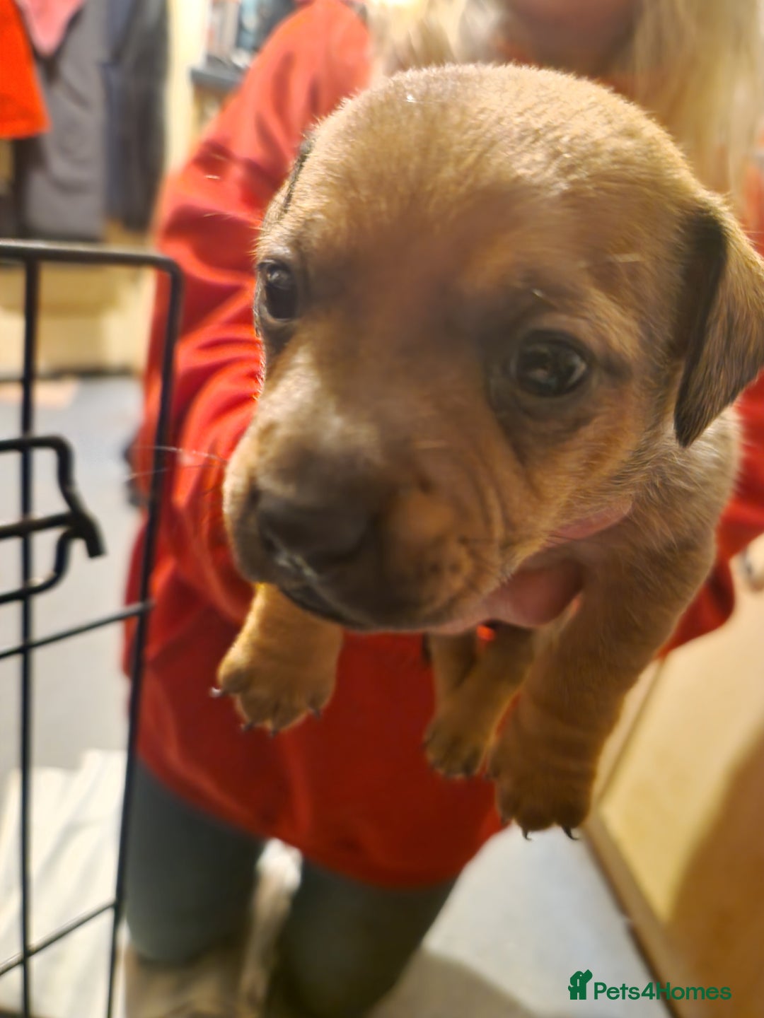 Mixed Breed dogs for sale: Staffy X Miniature Dachsund Puppies - Advert 5