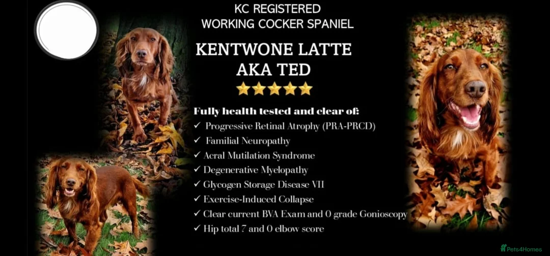 Cocker Spaniel dogs for stud: Proven Health Tested Working Cocker Spaniel Stud in Staines - Advert 2