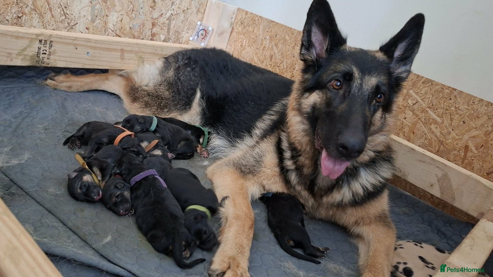 German Shepherd dogs Beautiful Purebred German Shepherd Puppies - Advert 2