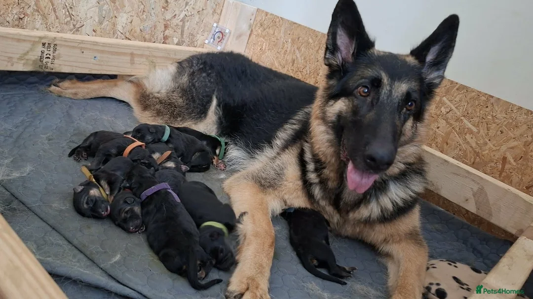 German Shepherd dogs for sale: Purebred Straight Backed German Shepherd Puppies - Advert 2