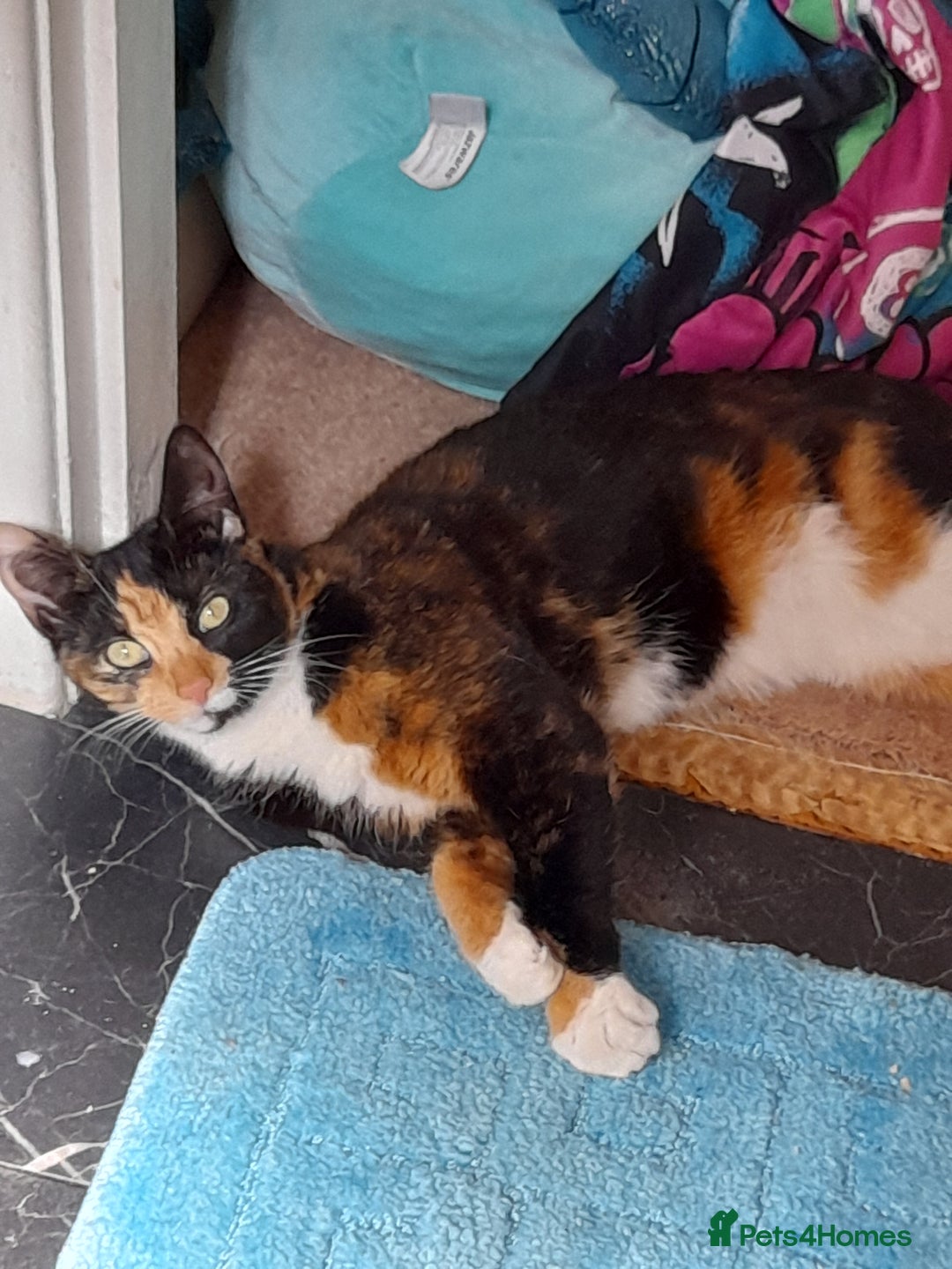 Mixed Breed cats for sale: 2 Female and 1 Male for sale - Advert 4