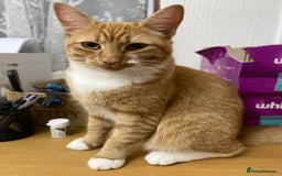 Domestic Shorthair cats for sale: Short hair brown dude domestic  - Image 3
