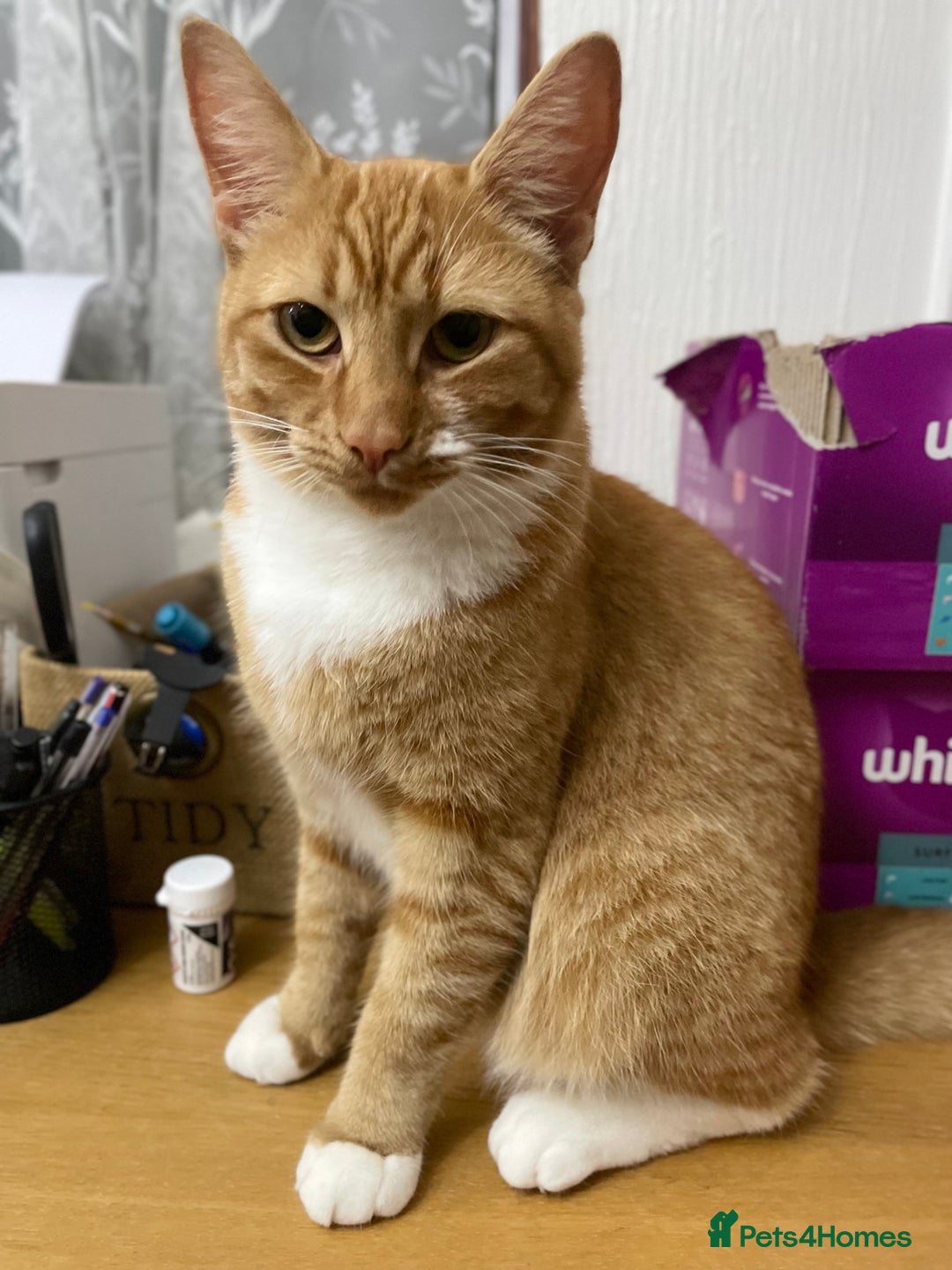 Domestic Shorthair cats for sale: Short hair brown dude domestic  - Image 3