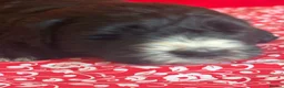 Bernedoodle dogs for sale: Beautiful Bernidoodles - Advert 13