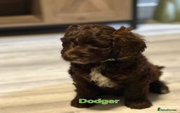 Mixed Breed dogs for sale: My last beautiful F1B Irish cockapoo puppy - Image 7