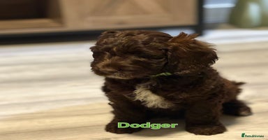 Mixed Breed dogs - Advert 1