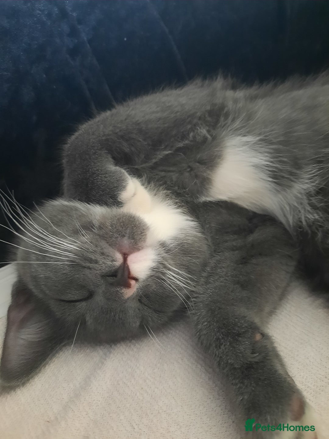 Mixed Breed cats for sale: Cute lil grey bengal cross russion blue - Image 1