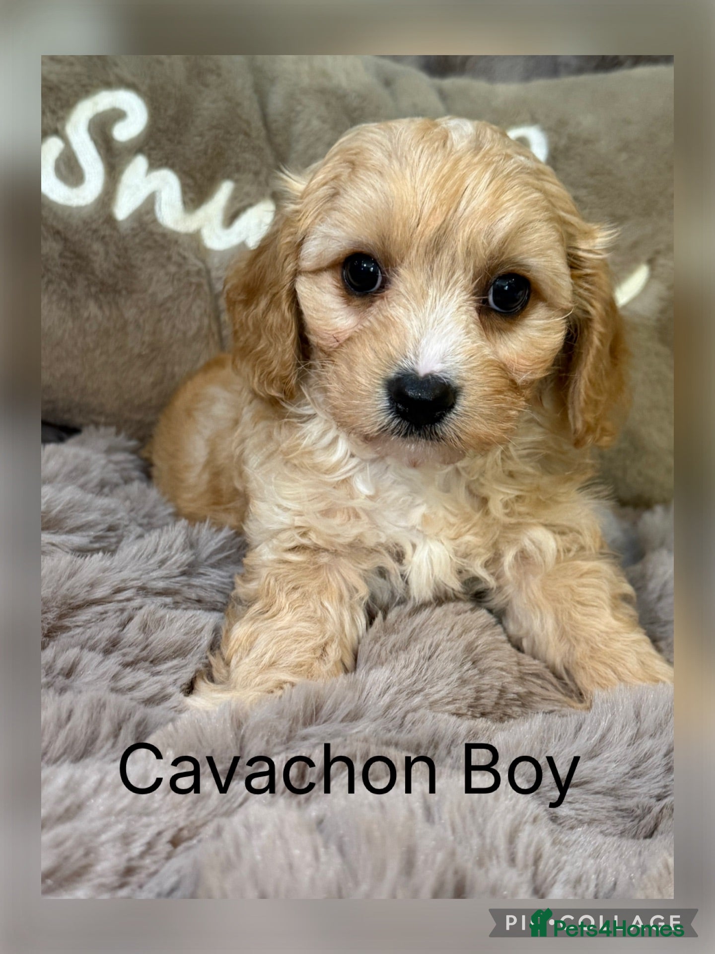 Cavachon dogs Gorgeous  Cavachon Boy  - Advert 1