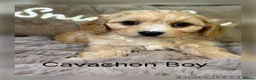 Cavachon dogs for sale: Gorgeous  Cavachon Boy  - Advert 1