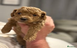 Cockapoo dogs for sale: Cockapoo puppies for sale central scotland - Image 4