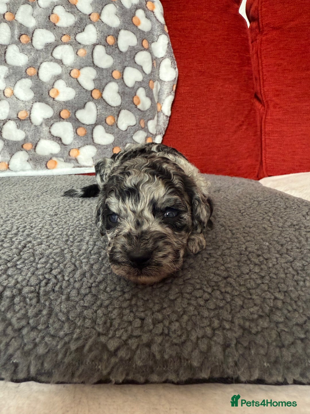 Cockapoo dogs for sale: Cockapoo Puppies🤍 - Image 3
