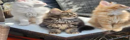 Maine Coon cats for sale: Maine Coons Ready Now!! 4 male 1 female  - Advert 22