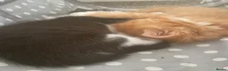 British Longhair cats for sale: 6 loved kittens  - Advert 31
