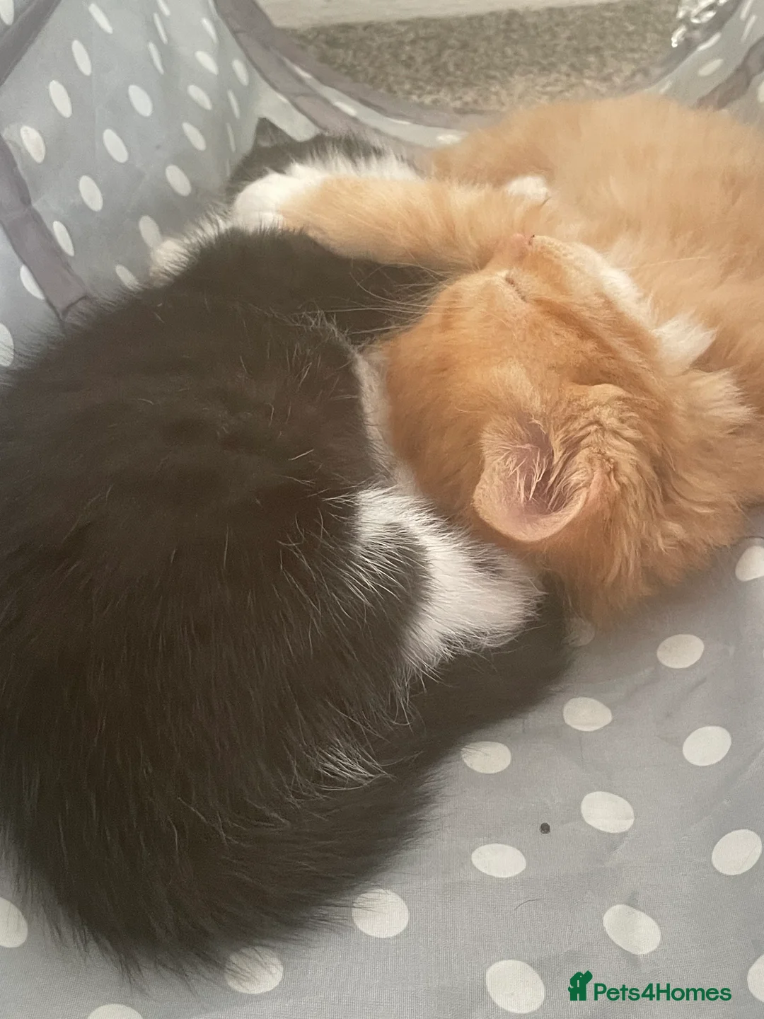 British Longhair cats for sale: 6 loved kittens  - Advert 31