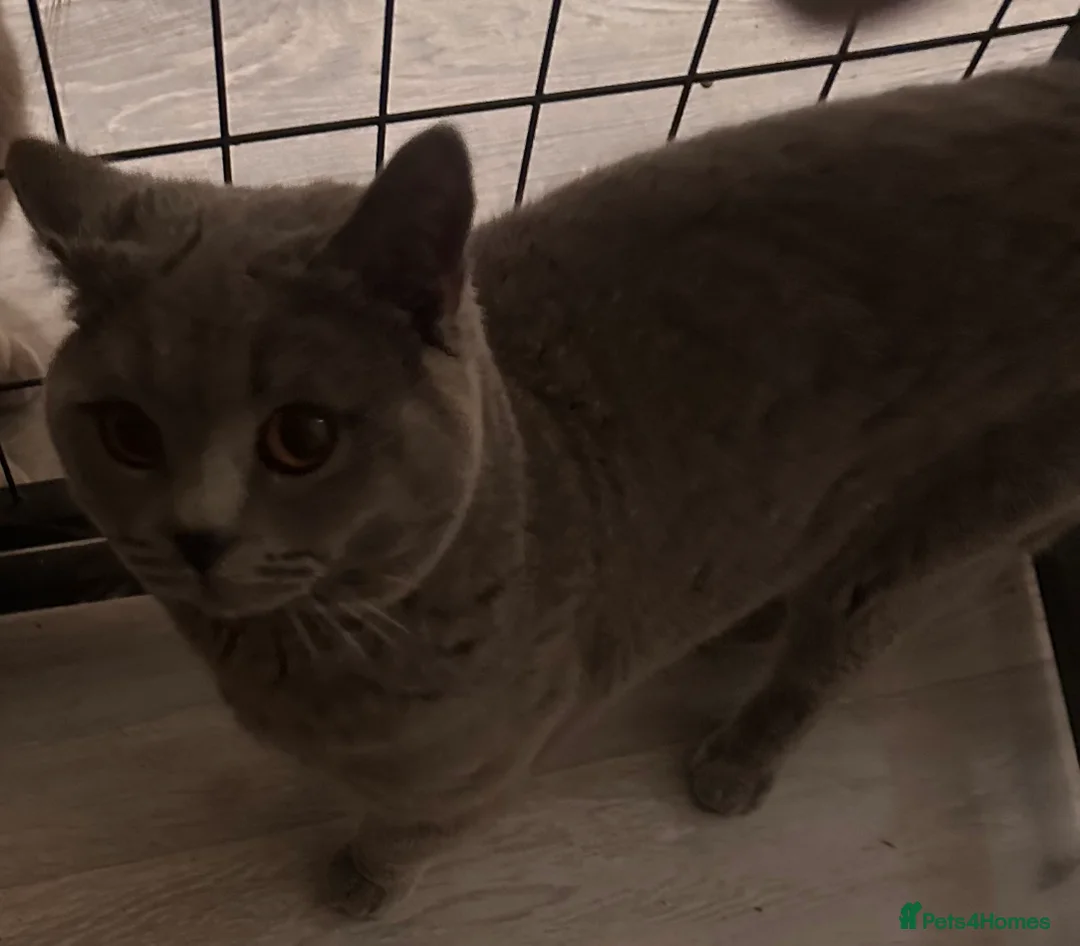 British Shorthair cats for stud: Gorgeous chunky male for stud looking for Queens - Advert 3