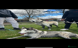 Siberian Husky dogs for sale: Siberian husky puppies  - Image 9