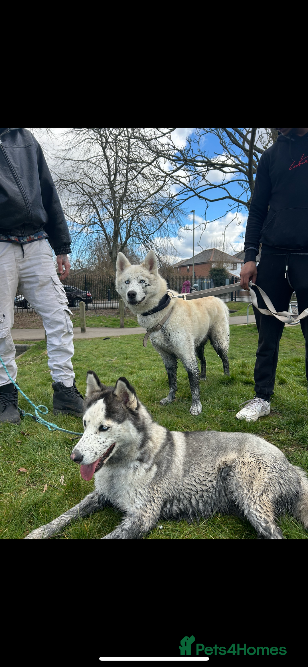 Siberian Husky dogs for sale: Siberian husky puppies  - Image 9