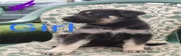 German Shepherd dogs for sale: German Shepherd Puppies  - Advert 6