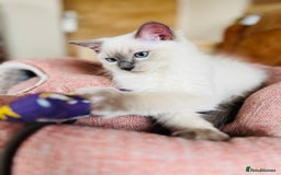 Ragdoll cats for sale: ADORABLE RAGDOLL KITTEN CHAMPIONLINE - Image 6