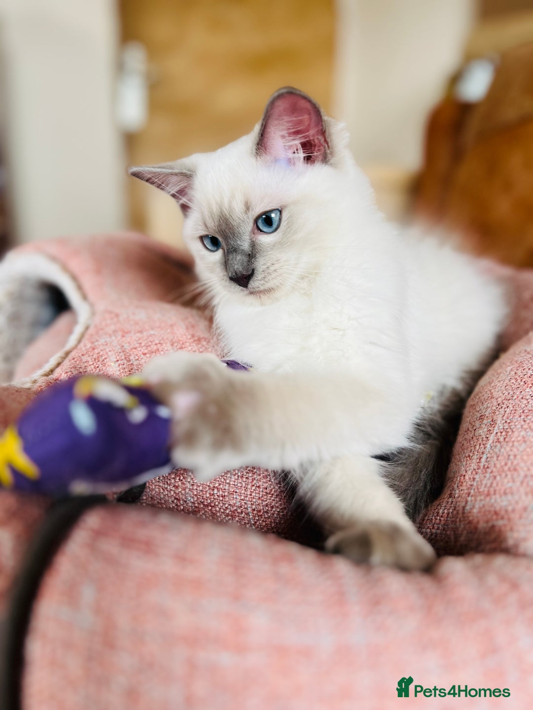 Ragdoll cats for sale: ADORABLE RAGDOLL KITTEN CHAMPIONLINE - Image 6