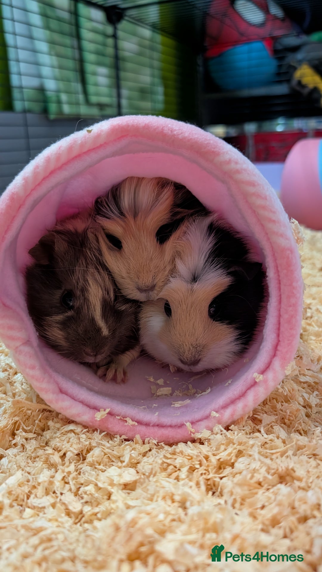 Guinea Pig rodents for sale: 3 female Guinea Pigs **must go together** - Image 2