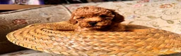 Toy Poodle dogs for sale: Beautiful Toy Poodle Puppies – Leeds in Leeds - Advert 10