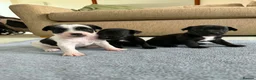 Patterjack dogs for sale: 🐾 Adorable Pattterjack Pups - Ready 1st July! 🐾 in Daventry - Advert 4