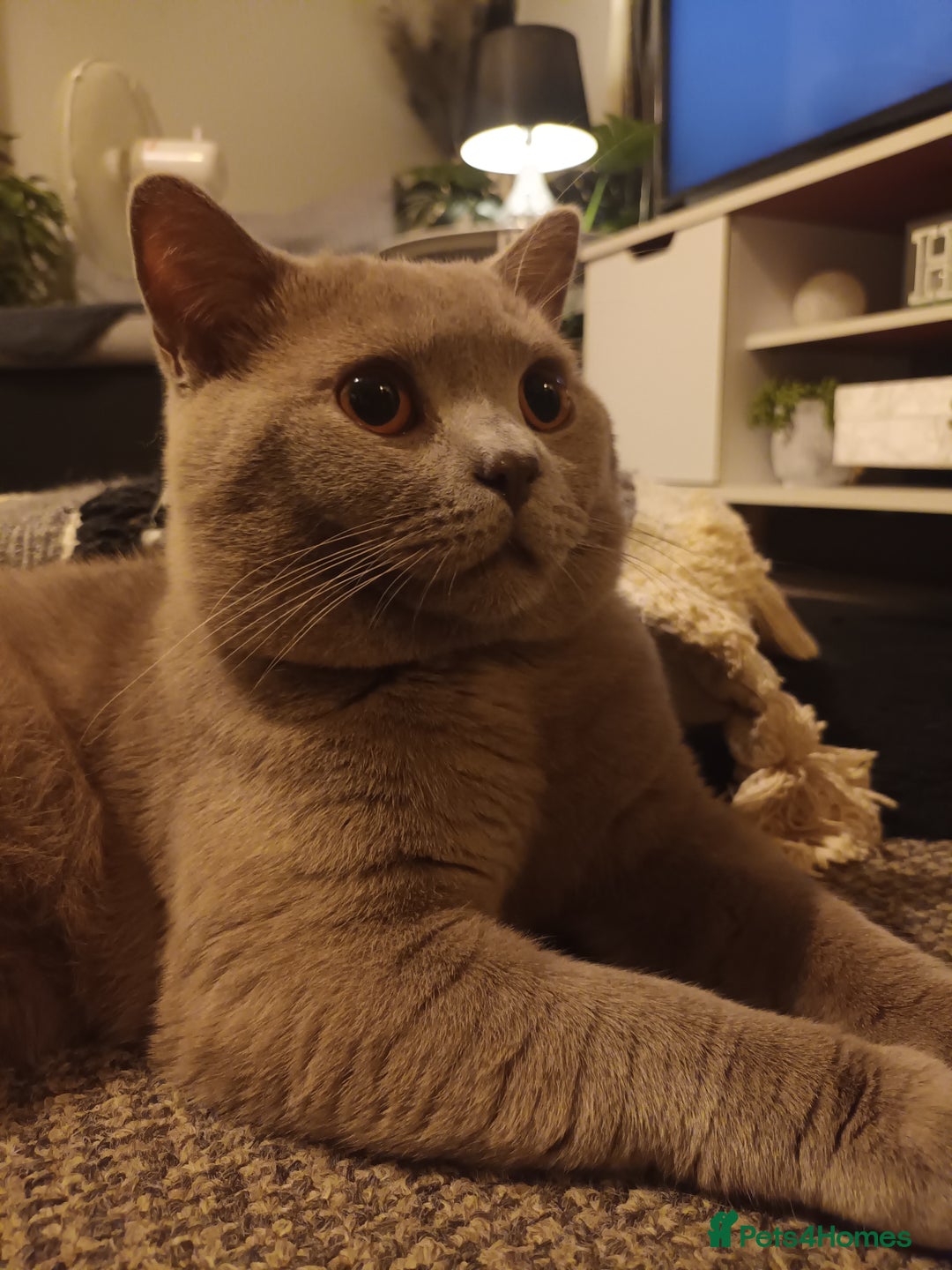 British Shorthair cats for sale: GCCF& TICA  Active Registered Chubby lilac boy - Advert 3