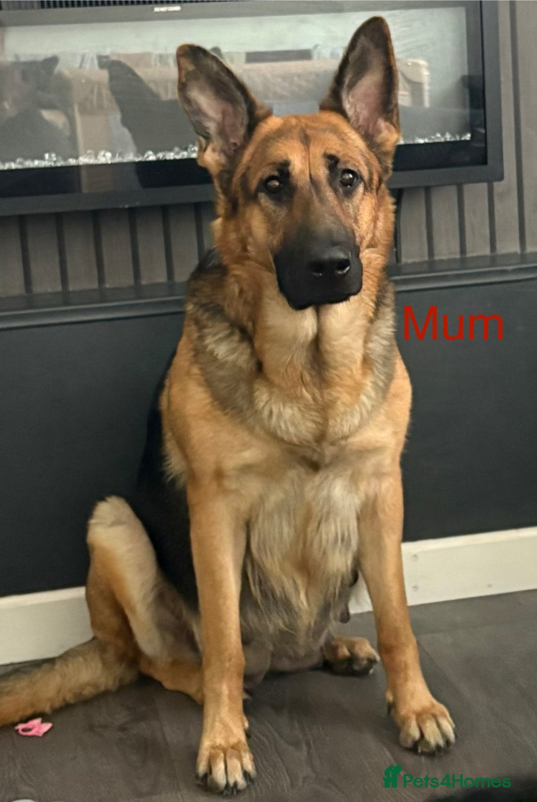 German Shepherd dogs for sale: Beautiful German Shepard puppies  - Advert 2