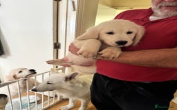 Golden Retriever dogs for sale: LAST 1 KC REG CHAMPIONSHIP BLOOD LINE CREAM  - Image 17